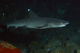 Bali 2016 - Whitetip reef shark - Requin corail - Triaenodon obesus - IMG_6009_rc